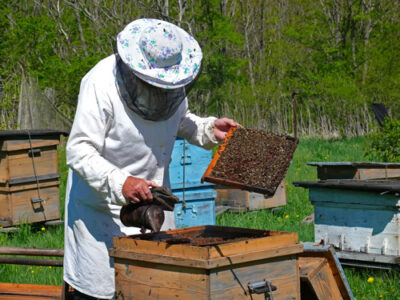 Backyard Beekeeping for Beginners Image